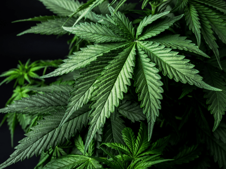 麻薬