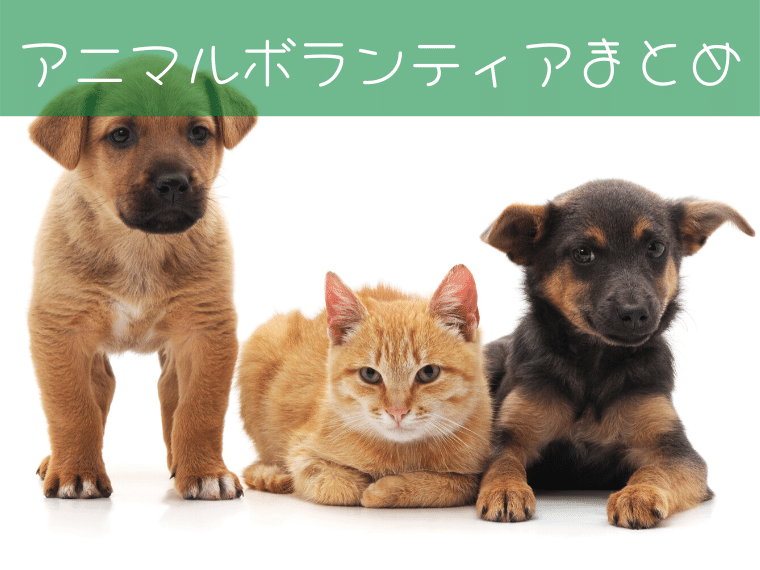 動物ボランティア
