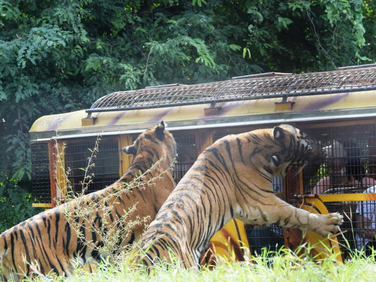 Zoobic Safari