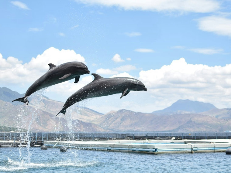 Ocean Adventure Subic Bay