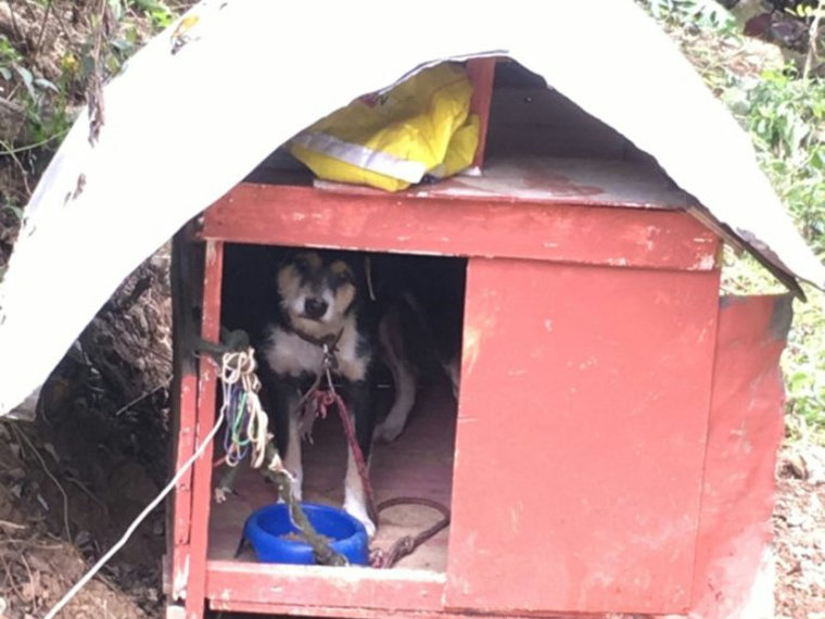 Island Rescue Organization, Inc.(IRO)の保護犬