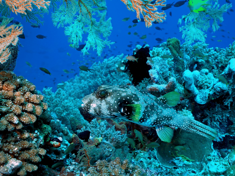 トゥバタハ岩礁海中公園